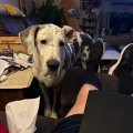 roscoe roscoe