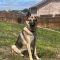 Dog posing